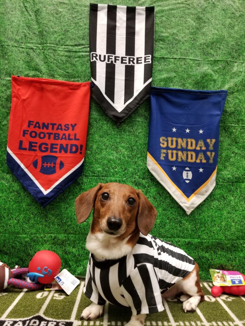 A dog wearing a football referee costume