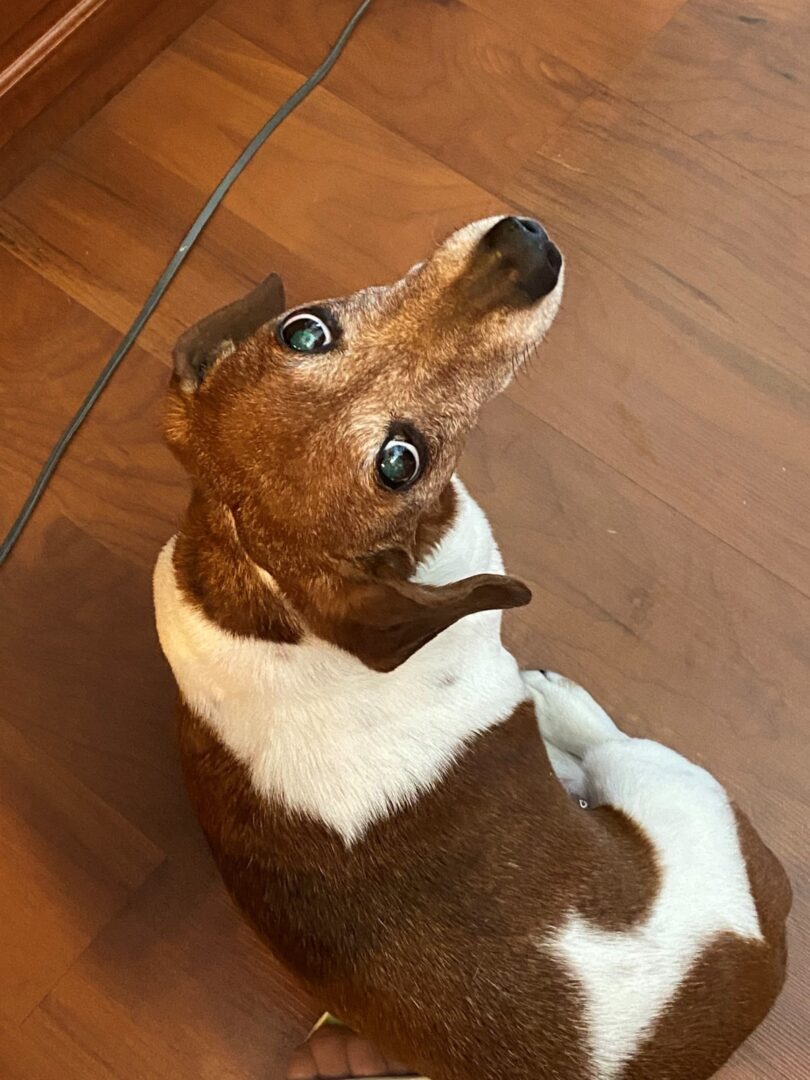 A dog with brown and white fur